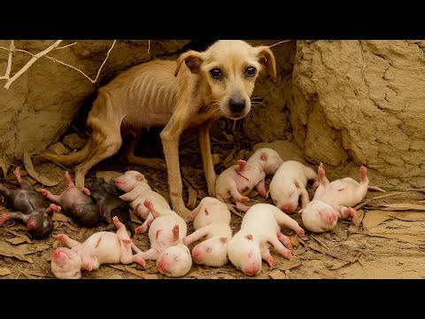 Oh my! This amazing dog mom gave birth to so many adorable puppies right here. 🐶❤️🐾