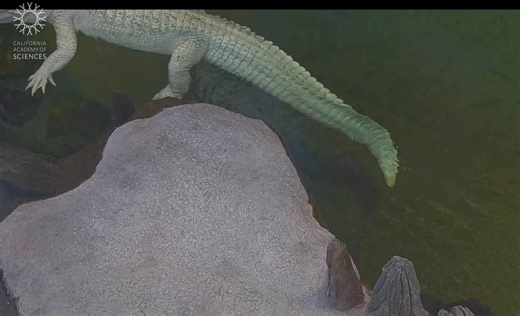 PSA: Claude, California Academy of Sciences's beloved albino alligator, now has a 24/7 livestream — and it's giving us life. Watch him swim, bask, and chill in real time: calacademy.org/learn-explore/animal-webcams/claude-cam The webcam is sponsored by California Academy of Sciences — who, fittingly, also has a virtual assistant named Claude. The collab we didn't know we needed. 🐊🤝 | The San Francisco Standard