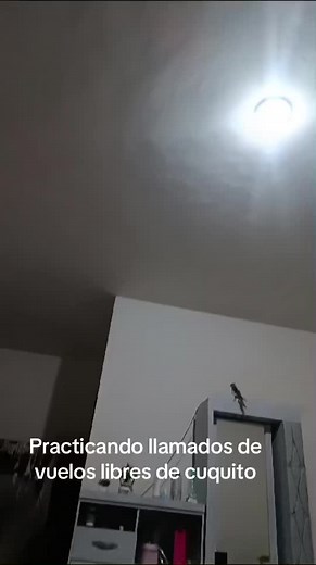 #cuquito #viraltiktok #ninfa #llamadodeprimerosvuelos