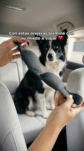 Si eres dueño de perro sabes exactamente de lo que hablo 😞