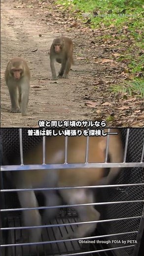 アカゲザルのニックナックが知っていること