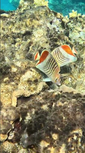 Coral Dining 🪸🌅🍽️Crown Butterflyfish Feeding Together in Harmony