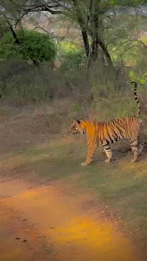 The King of Ranthambore walking gracefully through his kingdom! #Ranthambore #wildlife
