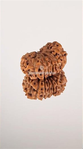 16 Mukhi Rudraksha 22.31 mm Java Bead | Grade A Collector Genuine Natural #16mukhi #javarudraksha