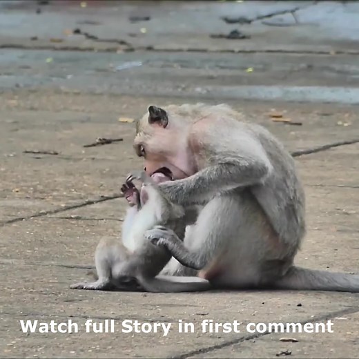 OMG Mom bite and fighting baby almost death – Painful baby crying so pity Watch full story in first comment | Cute monkey family