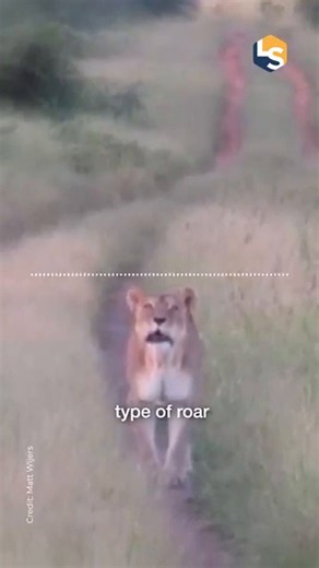 What is a lion's 'intermediate roar'?