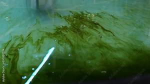 Green weed in water tank. Zebra fish food in aqua farming facility