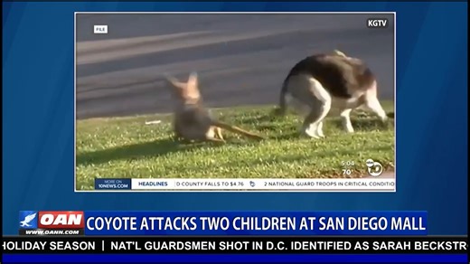 Two young children were injured Tuesday night in a coyote attack at a San Diego Mall. A 3-year-old girl was bitten on the arm and hip, and a second child was also injured. New video shows the coyote roaming the mall, minutes after the incident. Click here for more: https://live.oann.com/home.ktv?utm_source=socials&utm_medium=social media&utm_campaign=FB | One America News Network