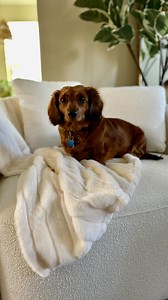 4.8K views · 28 reactions | You need this pretty Pottery Barn...