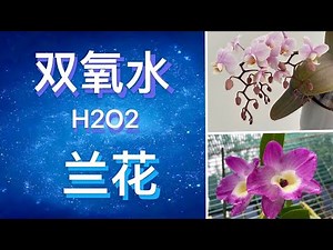 【20093】兰花与双氧水，双氧水用途？ Orchid and Hydrogen peroxide // 静姐说花294