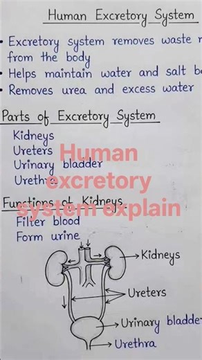 human _excretory system @ explaination #class 10,11&12. please subscribe aur like for more videos