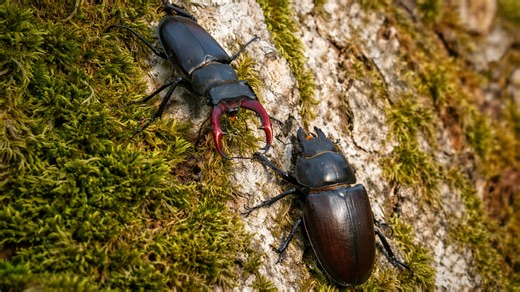 My camera caught this stag beetle pair
