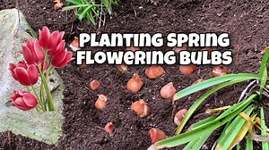 1.8K views · 78 reactions | In partnership with Flowerbulbs.com , we hope to inspire you to plant flower bulbs this fall! For more information on planting and growing flowering bulbs, make sure to visit: https://www.flowerbulbs.com/ #flowerbulbs #flowergarden #pollinatorgarden #gardening #garden | Learn To Grow | Facebook