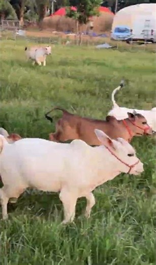 Adorable cows😘 shortest cows breed below 2 feet height #youtube #viral #reels #miniature #trend