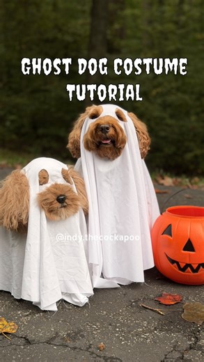 13K views · 1.8K reactions | Ghost Dog Costume How do I get those perfect circles This is the first year I added ears and I love it so much What do you think? Ears or no ears? Hope you found this helpful! Be sure to save and send to a friend who needs to get on this too #ghostdog #dogghost #ghostphotoshoot #tutorial #halloweenphotoshoot #doodles #cockapoo #dogphotoshoot #spookycute | Indy the Cockapoo | Facebook