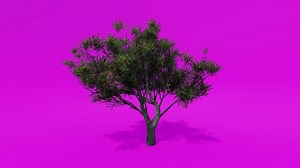 Download Tree Animation - African Olive - Olea Europaea Subsp. Cuspidata B - Pink Green Screen Chroma key for free