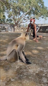 Langur Ke Saamne Mask Pehna Insaan 😱🐒 | Funny Reaction #shorts