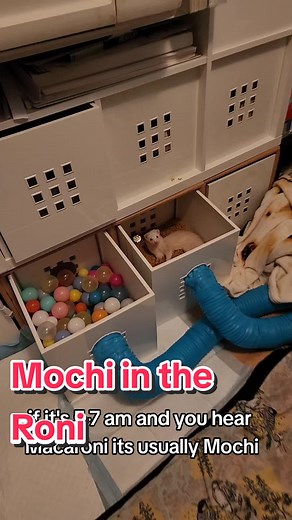 Ferret Fun in Macaroni: Mochi's Early Morning Adventure