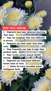 19K views · 246 reactions | Elephant Facts That Prove They Might Be the Smartest Animals Alive 易#ElephantFacts #Wildlife #SmartAnimals | Ustaz EbitLew | Facebook