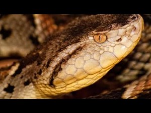THE NAUYACA, THE SNAKE MORE FEARED THAN THE RATTLESNAKE