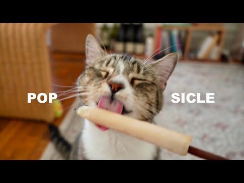 Do cats feel hot in summer, too?