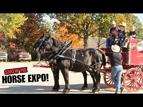 EVERYTHING DRAFT HORSE - Learn All About Draft Horse Care AND MORE! (Part 1)