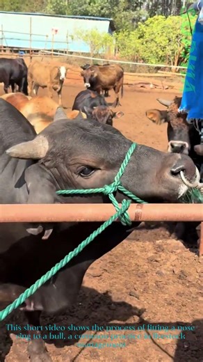 Installing a Nose Ring on a Bull: A Quick Look at Livestock Handling