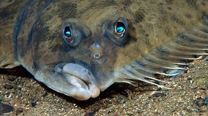 Why do halibut have eyes on one side? [2025] | QAQooking.wiki