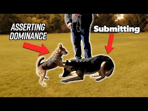 This is What Dominant Dog Body Language Looks Like..