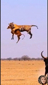 1.5M views · 6.9K reactions | Tiger vs. Bull: The Ultimate Showdown!  . . . . . #wildlife #nature #animals #survival #intense #viral #trending #naturelovers #discovery #wildlifephotography #cheetah #snake #python #predator #wildlifeencounter #bigcats #reptiles #natureisbrutal #savannah #wildplanet #foryou #animalsoftiktok #natureadventure #earth #wildlifeplanet #clashoftitans | Li Animation | Facebook