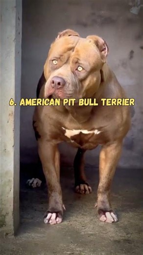 Top 10 Strong Dogs In the World 💪🐶. #shorts #viral #youtubeshorts #dog #pets
