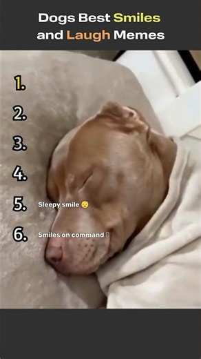 Ranking Dogs Best smiles and Laugh Memes #ranking #dog