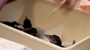 Good Question: What do you do if you see a struggling bird?