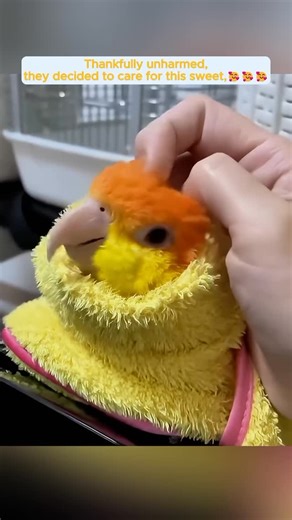 The Naturegram on Instagram: "This family rescued a parrot that jumped into the washing machine and then... 🥹❤️"
