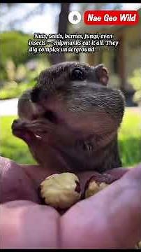 The Chipmunk — Cute, Tiny & Absolutely Built Different 🐿 (Facts, Survival & Secrets) #chipmunk