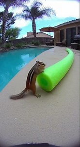 Chipmunk Stuffs Pool Noodle