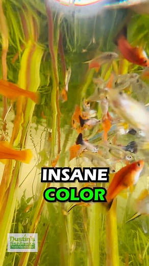 LOOK AT THE COLORS on these LIVE BEARERS! Are you keeping any of these fish? The Dwarf Sag has been growing wild! What do you think of this tank? TANK ON! . . . #guppy #guppes #livebearers #livebearer #fish #aquariumfish #fishy #dustinsfishtanks #tankon #aquarium #aquariums #aquascape #aquascaping #aquariumplants #scape #aquariumhobby #fishtank #freshwateraquarium #plants #plantlife #planted #plantedtank #plantedaquarium #aquascape #aquaticplants #love #loveit | Dustin's Fishtanks