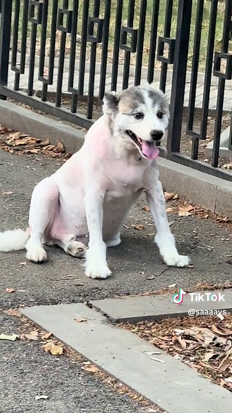 Saba Avsajanishvili (@saaaavs)’s videos with original sound - Saba Avsajanishvili