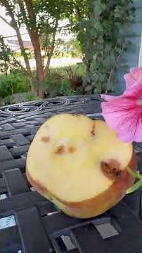 Codling Moth Damage to Giant Apple from Backyard Suburban Tree