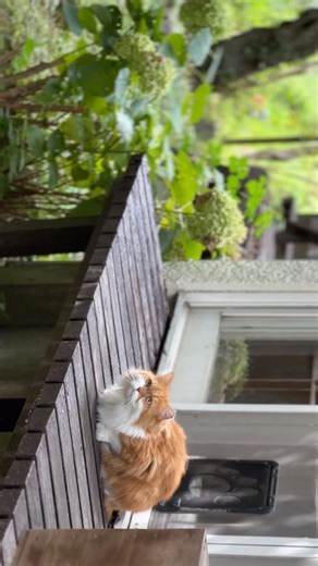 鎌倉 ヤマガラとルルさん 川は野鳥たちの水場 #kamakura #鎌倉 #ルルさん