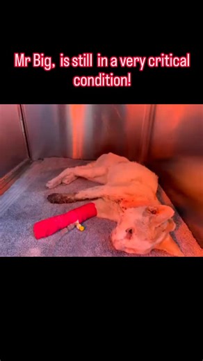 Bur Dubai Stray Cats on Instagram: "*PATIENT: BIG CAT EMERGENCY 7/12/25* *SUBJECTIVE NOTES :* Presenting Complaint: Found collapsed, unresponsive, severe dehydration, oculonasal discharge Stray cat presented to the emergency service after being found lying down and minimally responsive. No known vaccinations, medical history, or owner-provided information. Duration of illness unknown. Found outdoors in poor body condition. *OBJECTIVE NOTES :* Lateral sternal recumbency, almost unresponsive, poor