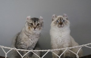 Highland Lynx et Mohave Bob – Reproducteurs – Chatterie de l'Olynx