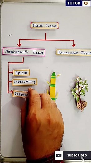 Types of plant tissue #short #shorts