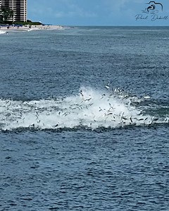 4.7M views · 11K reactions | Shark spins through the air plus a mullet explosion at Singer Island, Florida. | Paul Dabill Photography | Facebook