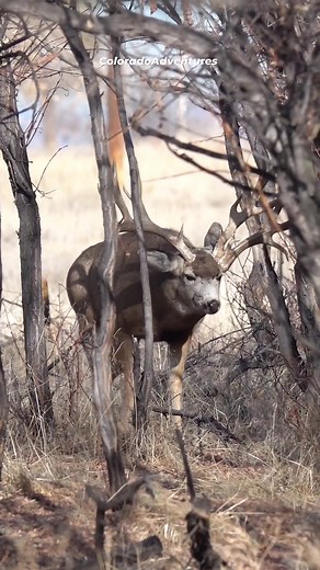 650K views · 13K reactions | It has been a while since anyone has seen this impressive mule deer. Im afraid something may have happened to him. #muledeerbuck #muley #buck #wildlifephotography #coloradoadventures #Colorado | Colorado Adventures | Facebook