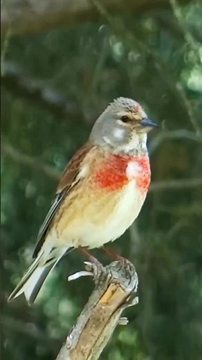 You Won’t Believe This Tiny Bird’s Voice! 🎶🐦 Common Linnet #BirdFacts