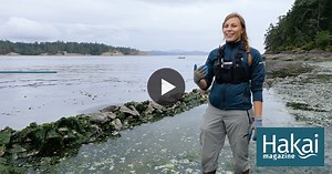 A Wall Worth Building: Making Clam Habitat Great Again | Hakai Magazine
