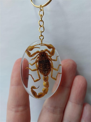 Scorpion Keychain, Real Scorpion Handmade Charm, Bag Decor, Nature Jewelry, Eco Art - Etsy
