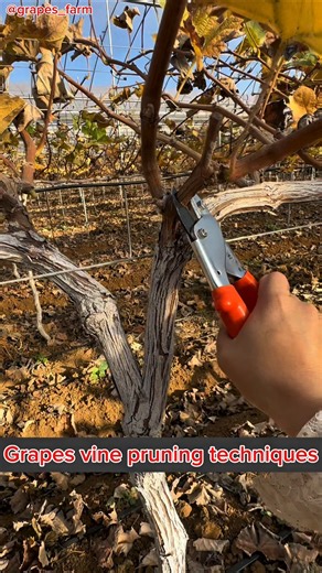 Grapes vine pruning techniques #shortvideo​ #pruning​ #satisfying​