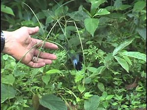 Helicopter Damselfly, World's Largest Damselfly, Flying in Panama. By Sayre Nature